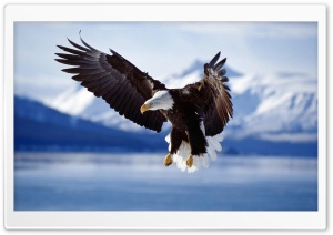 Bald Eagle Ultra HD Wallpaper for 4K UHD Widescreen desktop, tablet & smartphone
