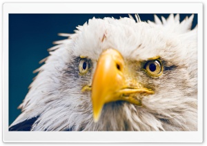 Bald Eagle Ultra HD Wallpaper for 4K UHD Widescreen desktop, tablet & smartphone