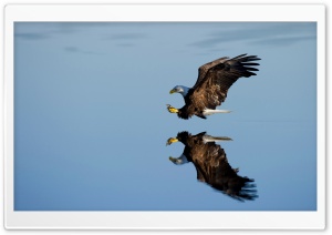 Bald Eagle Bird catching prey Ultra HD Wallpaper for 4K UHD Widescreen desktop, tablet & smartphone