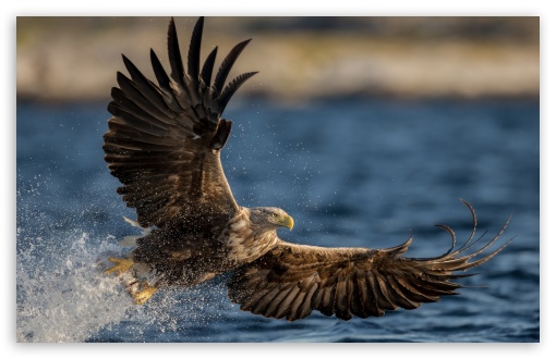 Bald Eagle, Bird of Prey, Fish, Water, Flight, Epic Photography UltraHD Wallpaper for UHD 16:9 ; HD 16:9 ; UltraWide 21:9 24:10 ; Widescreen 16:10 5:3 ; Fullscreen 4:3 5:4 3:2 ; Tablet 1:1 ;