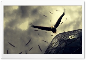 Bald Eagle Flying Ultra HD Wallpaper for 4K UHD Widescreen desktop, tablet & smartphone
