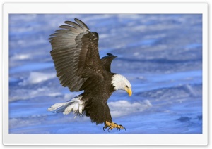 Bald Eagle In Flight Alaska Ultra HD Wallpaper for 4K UHD Widescreen desktop, tablet & smartphone
