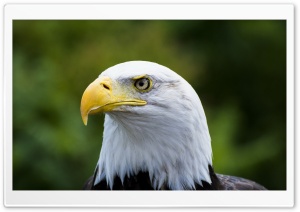 Bald Eagle Yellow Beak Ultra HD Wallpaper for 4K UHD Widescreen desktop, tablet & smartphone
