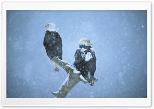 Bald Eagles In Falling Snow Kenai Peninsula Alaska Ultra HD Wallpaper for 4K UHD Widescreen desktop, tablet & smartphone