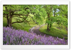 Bald Hills Redwoods National Park Ultra HD Wallpaper for 4K UHD Widescreen desktop, tablet & smartphone