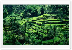 Bali, Indonesia Ultra HD Wallpaper for 4K UHD Widescreen desktop, tablet & smartphone