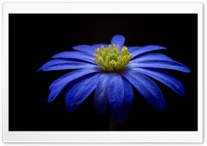 Balkan Anemone Flower Ultra HD Wallpaper for 4K UHD Widescreen desktop, tablet & smartphone