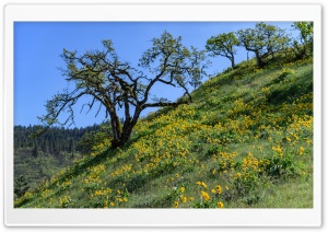 Balsamroot flowers, Tom McCall Preserve, Rowena, Oregon Ultra HD Wallpaper for 4K UHD Widescreen desktop, tablet & smartphone