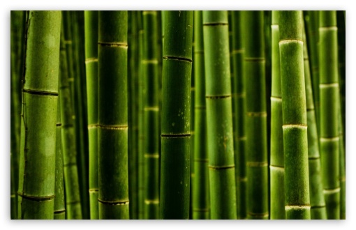 Bamboo UltraHD Wallpaper for Wide 16:10 5:3 Widescreen WHXGA WQXGA WUXGA WXGA WGA ; 8K UHD TV 16:9 Ultra High Definition 2160p 1440p 1080p 900p 720p ; Standard 4:3 5:4 3:2 Fullscreen UXGA XGA SVGA QSXGA SXGA DVGA HVGA HQVGA ( Apple PowerBook G4 iPhone 4 3G 3GS iPod Touch ) ; Tablet 1:1 ; iPad 1/2/Mini ; Mobile 4:3 5:3 3:2 16:9 5:4 - UXGA XGA SVGA WGA DVGA HVGA HQVGA ( Apple PowerBook G4 iPhone 4 3G 3GS iPod Touch ) 2160p 1440p 1080p 900p 720p QSXGA SXGA ; Dual 16:10 5:3 16:9 4:3 5:4 WHXGA WQXGA WUXGA WXGA WGA 2160p 1440p 1080p 900p 720p UXGA XGA SVGA QSXGA SXGA ;