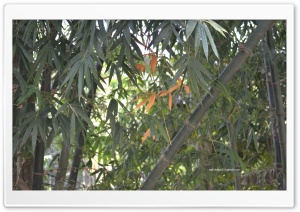 Bamboo Ultra HD Wallpaper for 4K UHD Widescreen desktop, tablet & smartphone