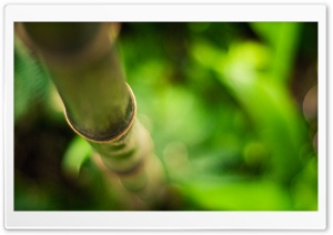 Bamboo For Desktop Ultra HD Wallpaper for 4K UHD Widescreen desktop, tablet & smartphone
