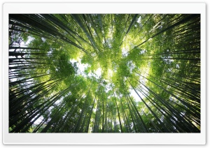 Bamboo Forest Ultra HD Wallpaper for 4K UHD Widescreen desktop, tablet & smartphone