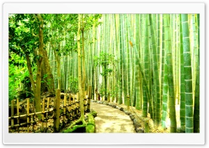Bamboo Forest - Japan Kamakura Ultra HD Wallpaper for 4K UHD Widescreen desktop, tablet & smartphone
