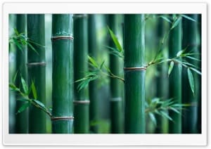 Bamboo Forest Aesthetic 4K UHD Wallpaper for Widescreen and UltraWide Desktop, UltraHD TV, Smartphone, Tablet