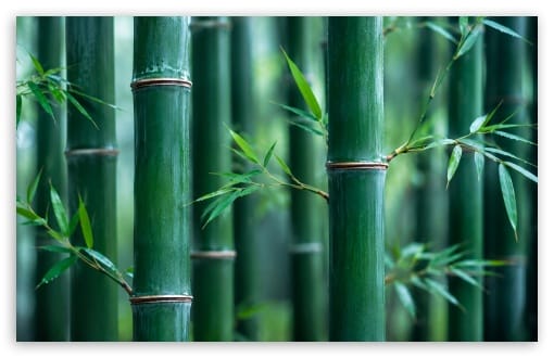 Bamboo Forest Aesthetic UltraHD Wallpaper for UHD 16:9 ; HD 16:9 ; UltraWide 21:9 24:10 32:9 32:10 ; Widescreen 16:10 ; Tablet 1:1 ; Dual 16:10 16:9 ;