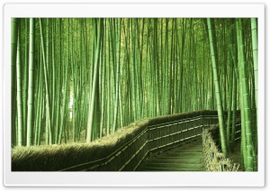 Bamboo Forest Background Ultra HD Wallpaper for 4K UHD Widescreen desktop, tablet & smartphone