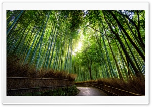Bamboo Forest, Kyoto, Japan Ultra HD Wallpaper for 4K UHD Widescreen desktop, tablet & smartphone