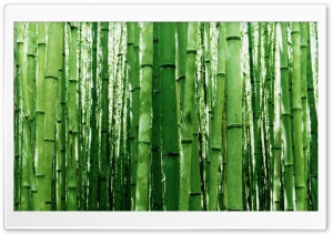 Bamboo Green Light Ultra HD Wallpaper for 4K UHD Widescreen desktop, tablet & smartphone