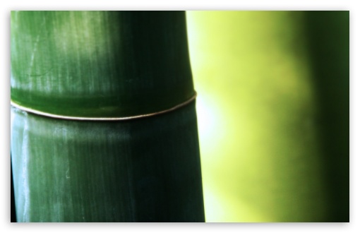 Bamboo Macro UltraHD Wallpaper for Wide 16:10 5:3 Widescreen WHXGA WQXGA WUXGA WXGA WGA ; 8K UHD TV 16:9 Ultra High Definition 2160p 1440p 1080p 900p 720p ; Standard 4:3 5:4 3:2 Fullscreen UXGA XGA SVGA QSXGA SXGA DVGA HVGA HQVGA ( Apple PowerBook G4 iPhone 4 3G 3GS iPod Touch ) ; Tablet 1:1 ; iPad 1/2/Mini ; Mobile 4:3 5:3 3:2 16:9 5:4 - UXGA XGA SVGA WGA DVGA HVGA HQVGA ( Apple PowerBook G4 iPhone 4 3G 3GS iPod Touch ) 2160p 1440p 1080p 900p 720p QSXGA SXGA ;