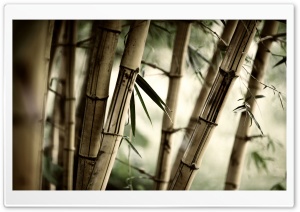 Bamboo Stalks Ultra HD Wallpaper for 4K UHD Widescreen desktop, tablet & smartphone