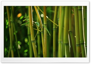 Bamboo Stems Ultra HD Wallpaper for 4K UHD Widescreen desktop, tablet & smartphone