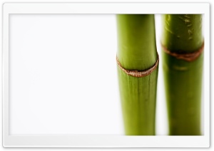 Bamboo Stems On White Background Ultra HD Wallpaper for 4K UHD Widescreen desktop, tablet & smartphone
