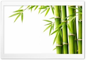 Bamboo Stems on White Background 4K UHD Wallpaper for Widescreen and UltraWide Desktop, UltraHD TV, Smartphone, Tablet