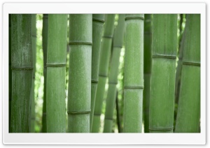 Bamboo Trees Ultra HD Wallpaper for 4K UHD Widescreen desktop, tablet & smartphone