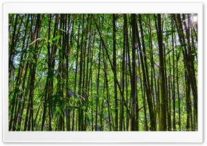 Bamboos Ultra HD Wallpaper for 4K UHD Widescreen desktop, tablet & smartphone