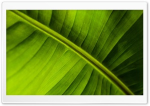 Banana Leaf Ultra HD Wallpaper for 4K UHD Widescreen desktop, tablet & smartphone
