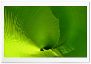 Banana Leaf Close Up Ultra HD Wallpaper for 4K UHD Widescreen desktop, tablet & smartphone