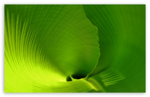 Banana Leaf Close Up UltraHD Wallpaper for HD 16:9 ; Widescreen 16:10 5:3 ; Fullscreen 4:3 5:4 3:2 ; Tablet 1:1 ;