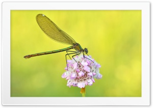 Banded Demoiselle Damselfly on Sea Thrift Flower Macro 4K UHD Wallpaper for Widescreen and UltraWide Desktop, UltraHD TV, Smartphone, Tablet