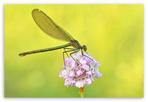 Banded Demoiselle Damselfly on Sea Thrift Flower Macro UltraHD Wallpaper for UHD 16:9 ; HD 16:9 ; UltraWide 21:9 24:10 ; Widescreen 16:10 ; Fullscreen 3:2 ; Tablet 1:1 ;