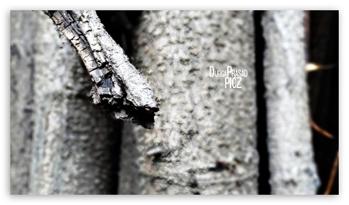 banyan tree bark UltraHD Wallpaper for UHD 16:9 ; HD 16:9 ;