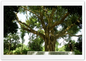 Banyan tree from Bangladesh Ultra HD Wallpaper for 4K UHD Widescreen desktop, tablet & smartphone