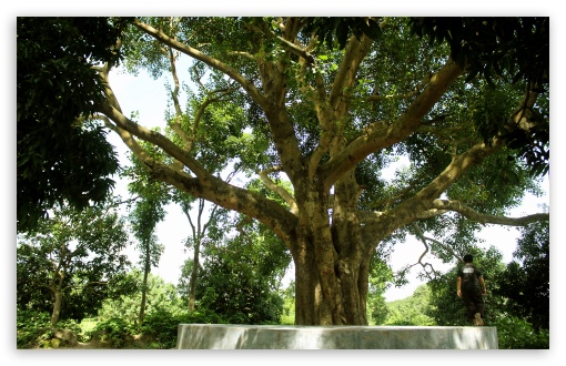 Banyan tree from Bangladesh UltraHD Wallpaper for Wide 16:10 Widescreen WHXGA WQXGA WUXGA WXGA ;