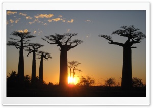 Baobabs Madagascar 4K UHD Wallpaper for Widescreen and UltraWide Desktop, UltraHD TV, Smartphone, Tablet