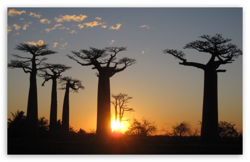 Baobabs Madagascar UltraHD Wallpaper for Widescreen 16:10 ;