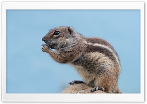 Barbary Ground Squirrel Ultra HD Wallpaper for 4K UHD Widescreen desktop, tablet & smartphone