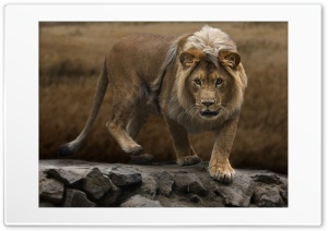 Barbary Lion Ultra HD Wallpaper for 4K UHD Widescreen desktop, tablet & smartphone