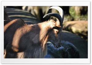 Barbary Sheep Ultra HD Wallpaper for 4K UHD Widescreen desktop, tablet & smartphone