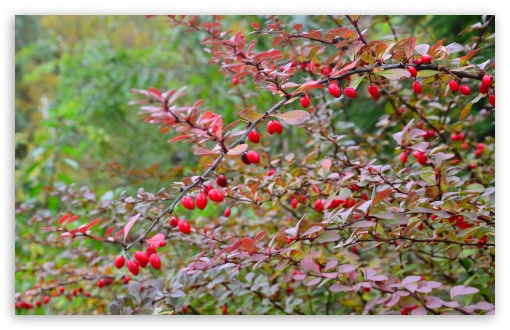 Barberry UltraHD Wallpaper for HD 16:9 ; Widescreen 16:10 5:3 ; Fullscreen 4:3 5:4 3:2 ; Tablet 1:1 ; Mobile 3:4 ;