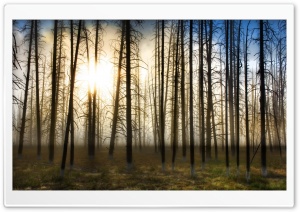 Bare Forest Ultra HD Wallpaper for 4K UHD Widescreen desktop, tablet & smartphone