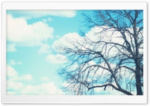 Bare Tree & Blue Sky Ultra HD Wallpaper for 4K UHD Widescreen desktop, tablet & smartphone