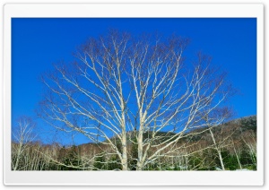 Bare Tree Against Blue Sky Ultra HD Wallpaper for 4K UHD Widescreen desktop, tablet & smartphone