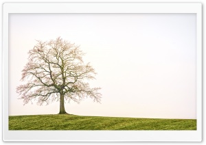 Bare Tree, Field Ultra HD Wallpaper for 4K UHD Widescreen desktop, tablet & smartphone