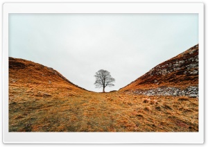 Bare Tree, Hills, Autumn, Overcast, No One 4K UHD Wallpaper for Widescreen and UltraWide Desktop, UltraHD TV, Smartphone, Tablet