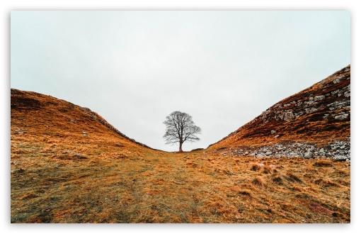 Bare Tree, Hills, Autumn, Overcast, No One UltraHD Wallpaper for UHD 16:9 ; HD 16:9 ; UltraWide 21:9 24:10 32:9 32:10 ; Widescreen 16:10 5:3 ; Fullscreen 4:3 5:4 3:2 ; Tablet 1:1 ; Mobile 9:16 9:19.5 9:20 9:21 9:22 10:16 2:3 3:5 3:4 ; Dual 16:10 5:3 16:9 4:3 5:4 3:2 ; Triple 16:10 5:3 16:9 4:3 5:4 3:2 ;
