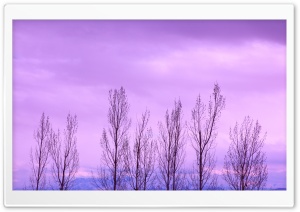Bare Trees In Winter Ultra HD Wallpaper for 4K UHD Widescreen desktop, tablet & smartphone
